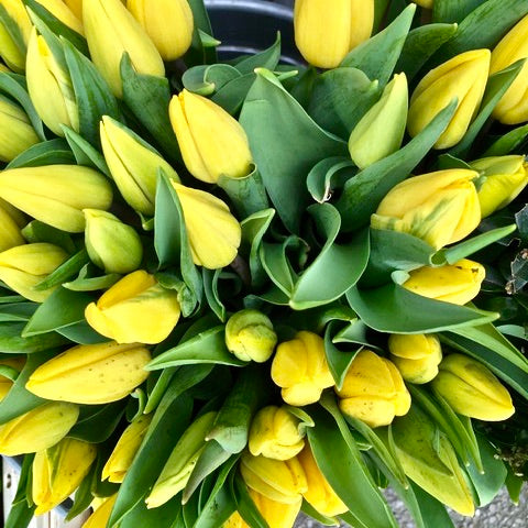 A beautiful hand tied bouquet of yellow tulips  and complemented with eucalyptus. Presented in an aqua-pack and gift bag.