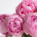 Summer Peonies