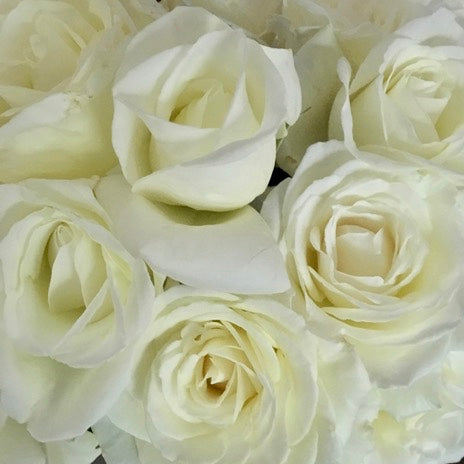 White Delight- Avalanche Roses